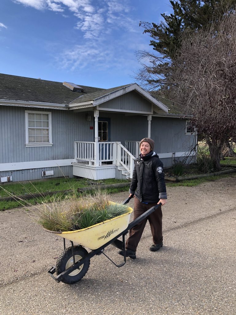 Hannah uses a wheelbarrow to transport plants from the CCC native plant nursery.