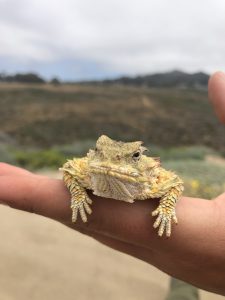 Photo of a Blainville's Horned Lizard.