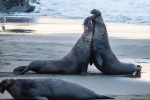 two male elephant seals fight on the beach. There is another elephant seal in the foreground.