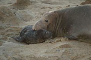 A female elephant seal rests her face on a baby elephant seal.