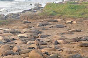 Several dozen elephant seals lie on the beach.