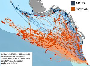 A map of Western North America, with orange and blue dots and lines, showing the migration patterns of elephant seals.