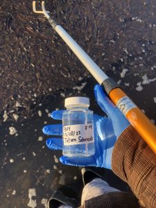 A hand wearing a blue latex glove holds a labeled bottle containing a water sample.