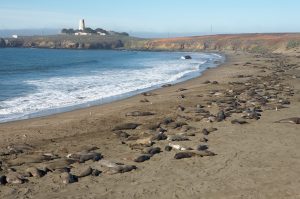 Several dozen elephant seals lie on the beach. The Piedras Blancas Lighthouse is visible in the background.