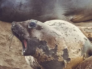 A young elephant seal has its mouth open. Its skin and fur are falling off in chunks, with new fur visible underneath.