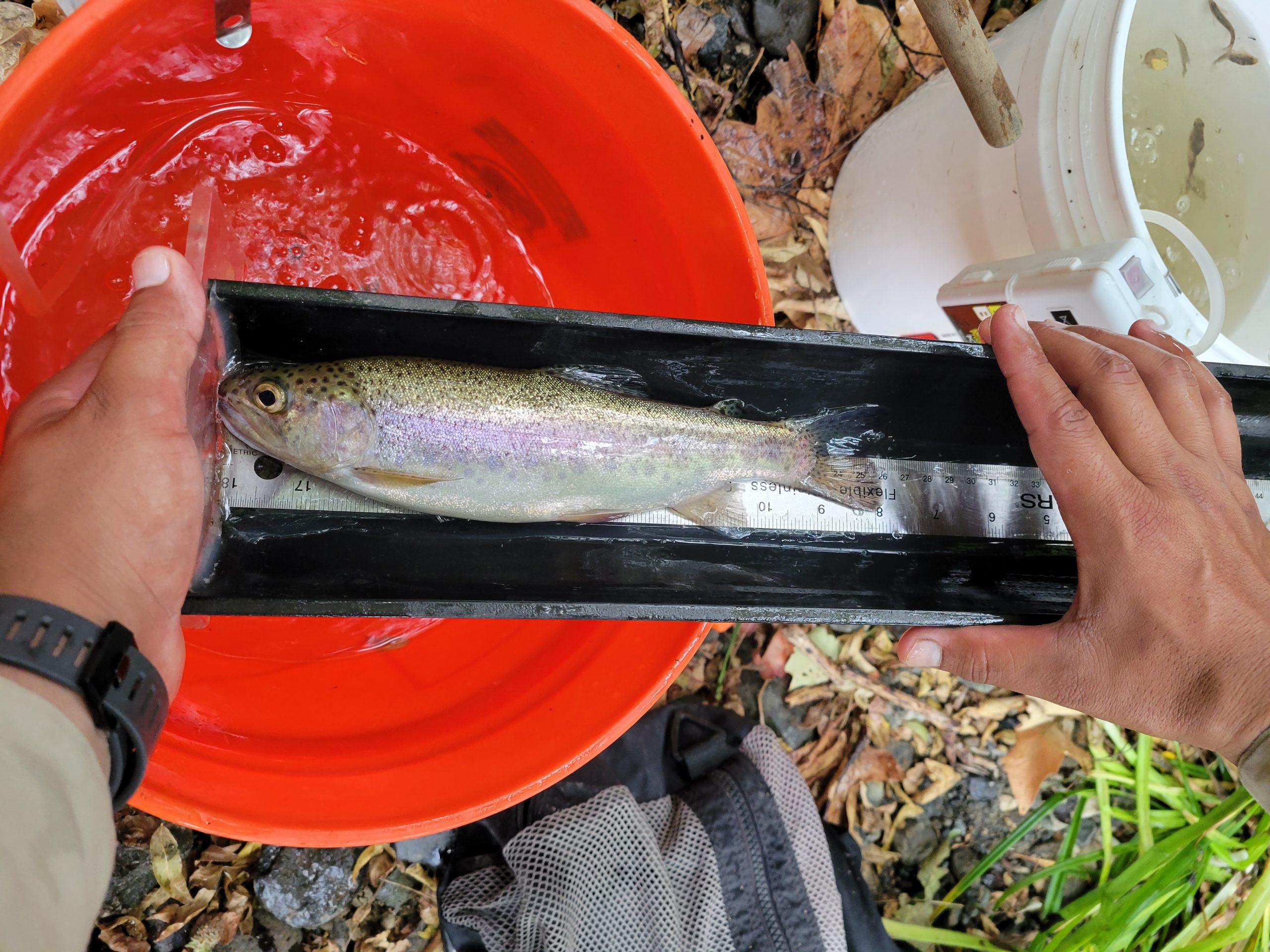 2 juvenile rainbow trout - Morro Bay National Estuary Program