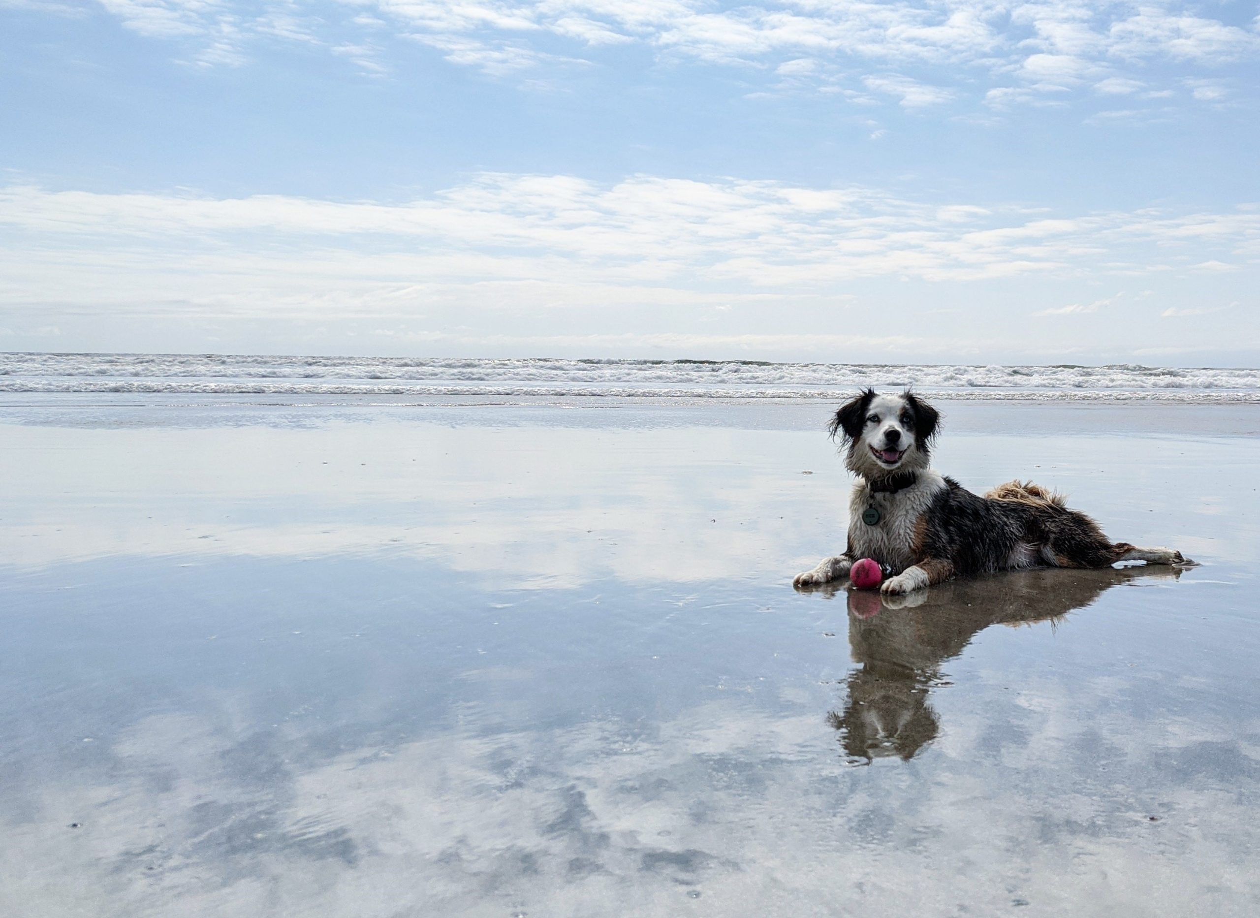 Dog Poop Bags: Breaking Down How Dog Waste Bags Break Down