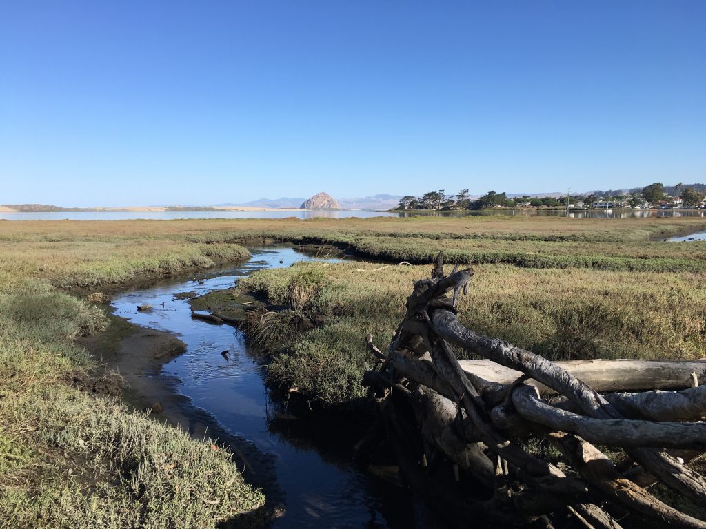 Morro Bay Mutt Mitts to the Rescue - Morro Bay National Estuary Program