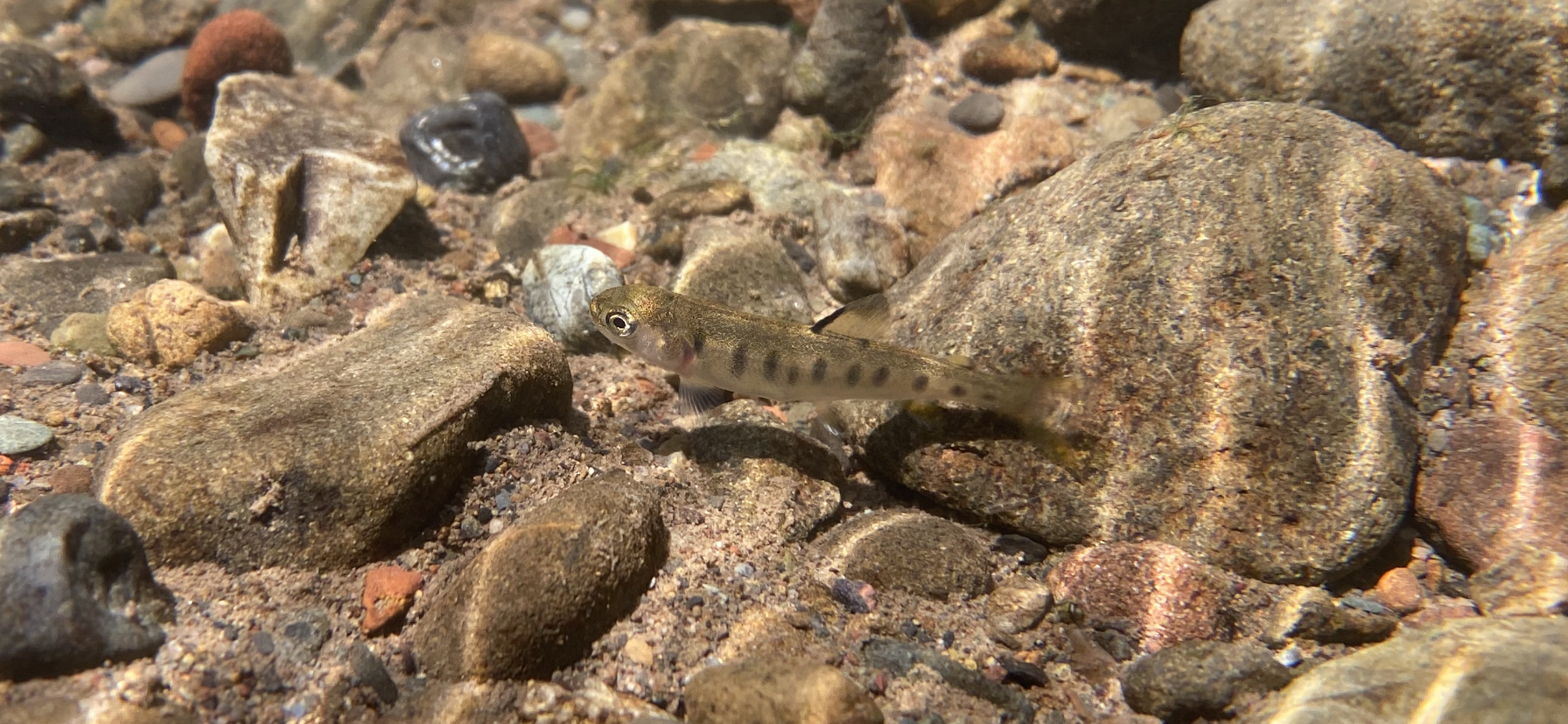 2 juvenile rainbow trout - Morro Bay National Estuary Program