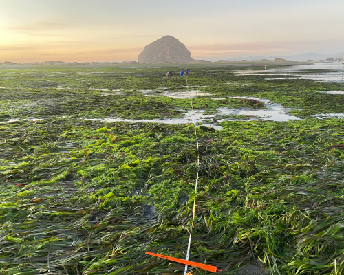 Morro Rock and a dense eelgrass bed at sunset
