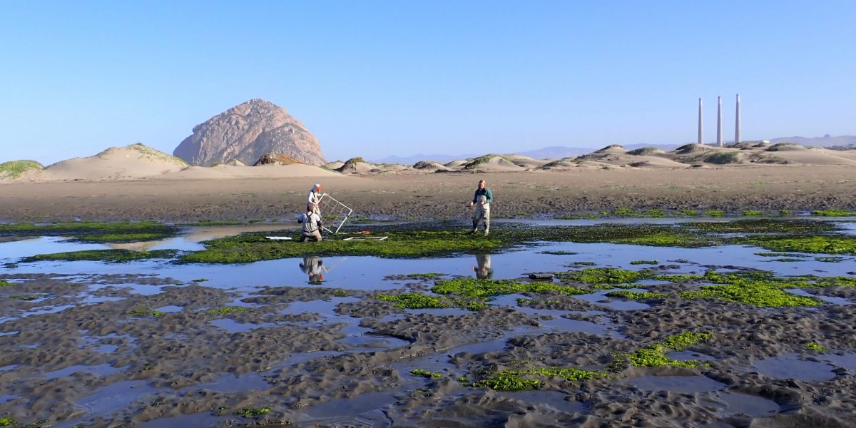 Monitoring staff and WSP Corpsmembers monitoring eelgrass on the sandspit in Morro Bay.