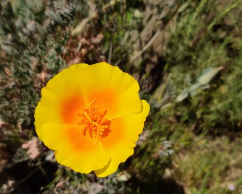 CA poppies flowers (4) (1)