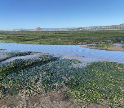 Morro Bay Mutt Mitts to the Rescue - Morro Bay National Estuary Program