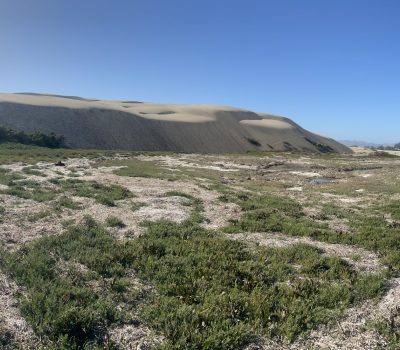 Panoramic of sandspit_dunes_eelgrass wrack_tidal marsh
