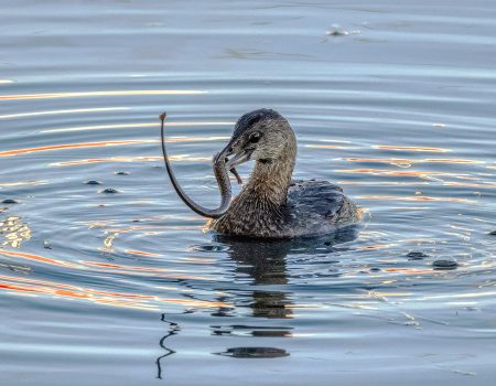 Podilymbus podiceps, 
Morro Bay State Park Marina,
San Luis Obispo Co., California