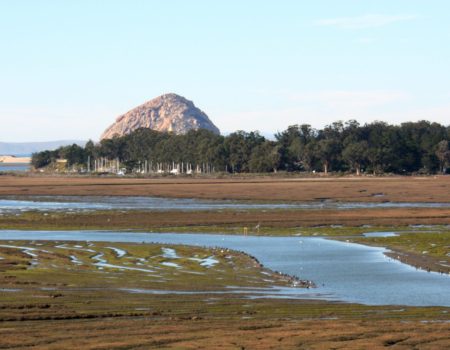 birds in salt marsh2