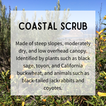 coastal scrub